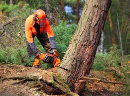 Best Lawn Disease Treatment  in , FL