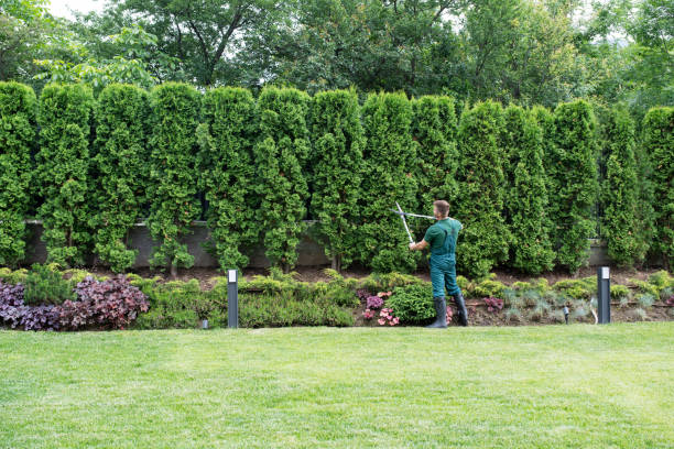 Best Tree Trimming and Pruning  in , FL