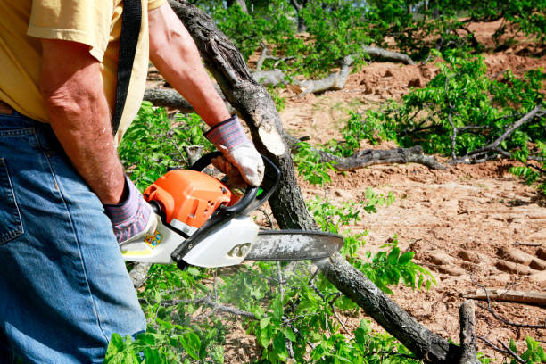 Best Tree Disease Treatment  in , FL